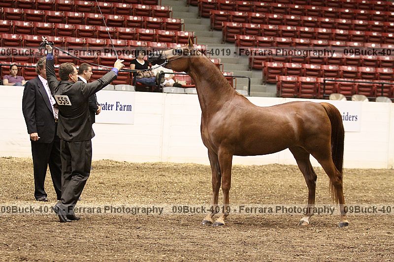 Proof Number 09buck-4019