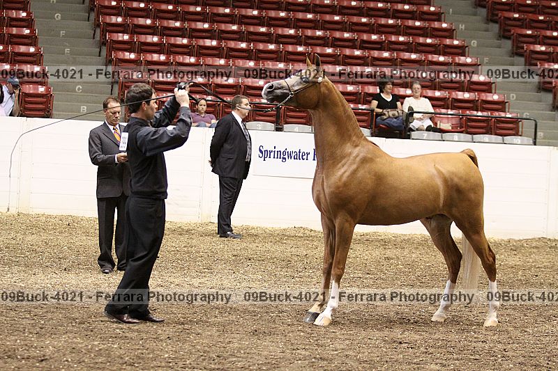 Proof Number 09buck-4021