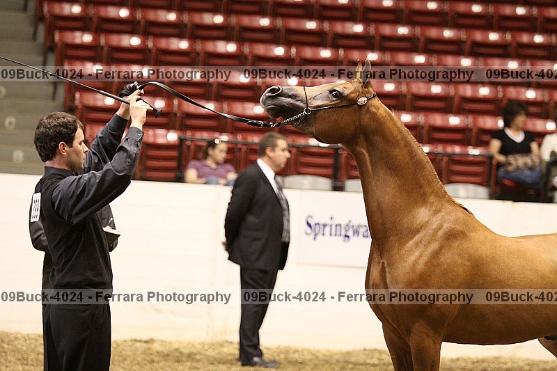 Proof Number 09buck-4024