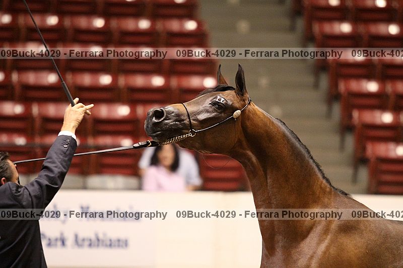 Proof Number 09buck-4029
