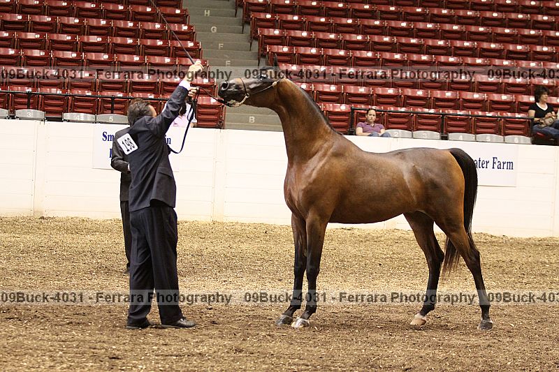 Proof Number 09buck-4031
