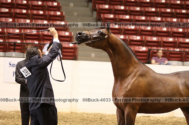 Proof Number 09buck-4033