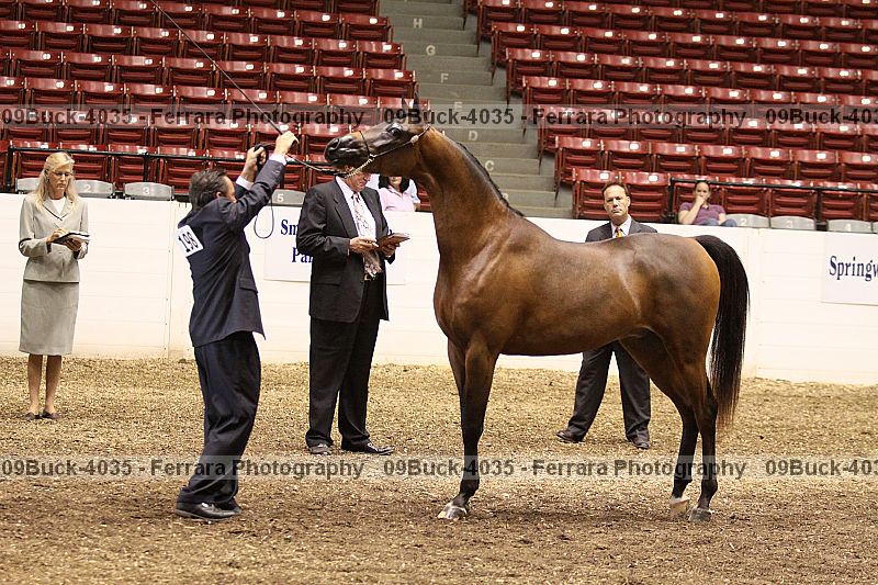 Proof Number 09buck-4035