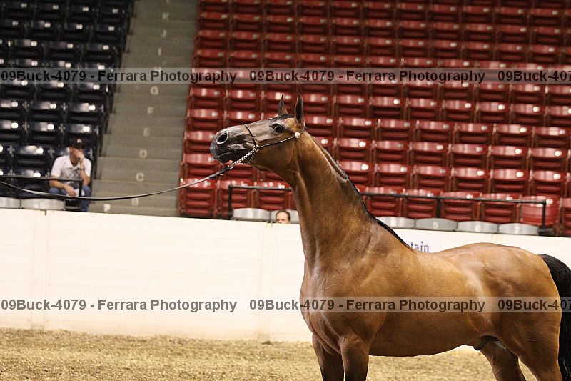 Proof Number 09buck-4079