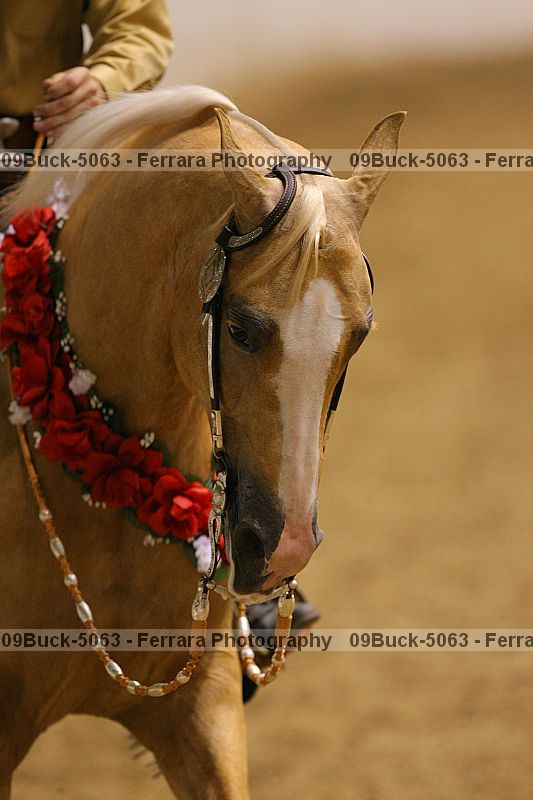 Proof Number 09buck-5063