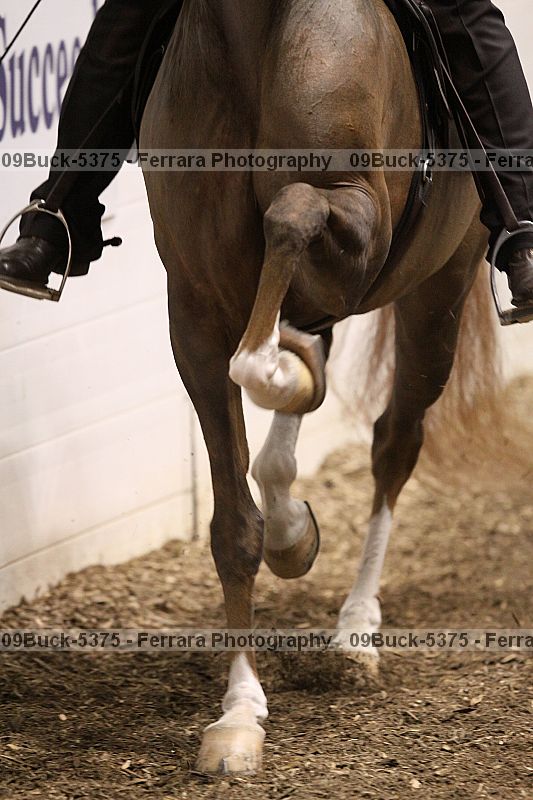 Proof Number 09buck-5375