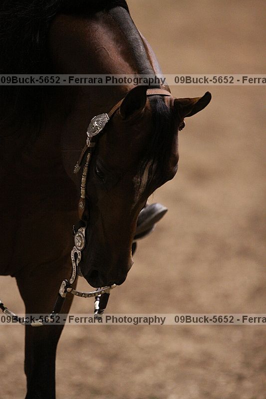 Proof Number 09buck-5652