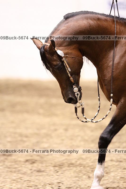 Proof Number 09buck-5674
