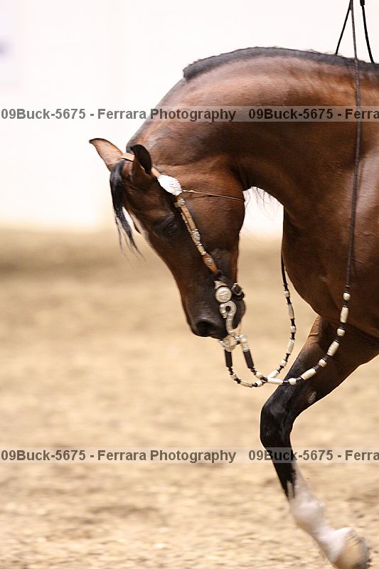 Proof Number 09buck-5675