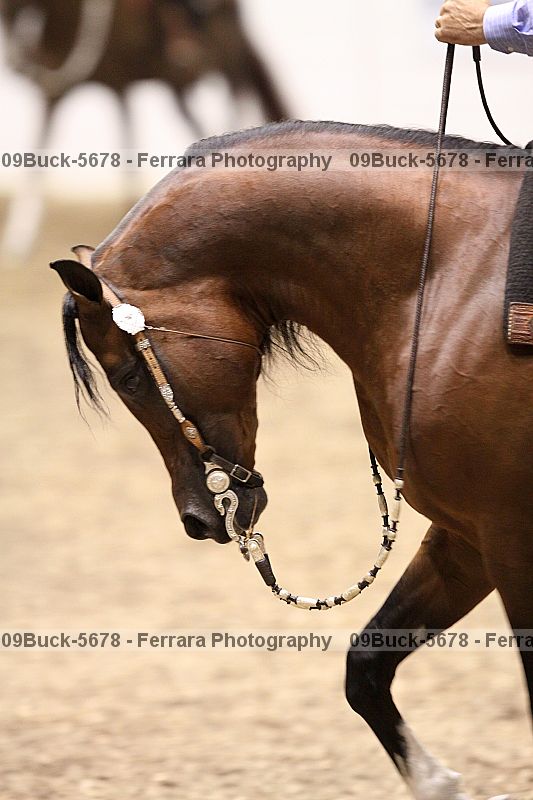 Proof Number 09buck-5678