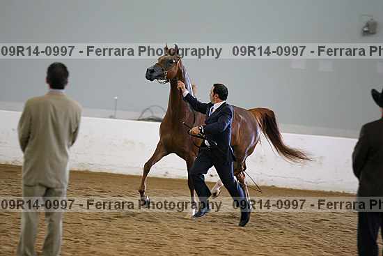 Proof Number 09r14-0997
