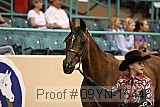 09yn-15446 thumbnail