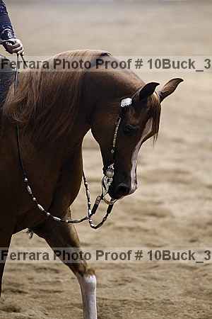 Proof Number 10buck_3330