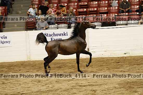 Proof Number 10buck_4114