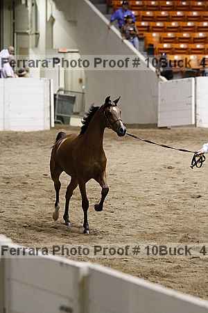 Proof Number 10buck_4138