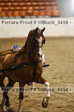 Proof Number 10buck_5454