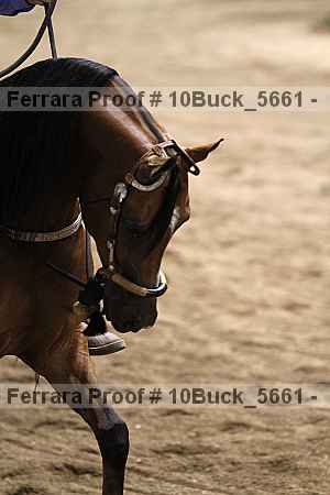 Proof Number 10buck_5661