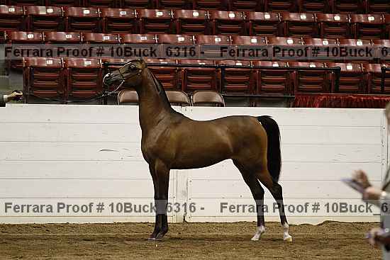 Proof Number 10buck_6316