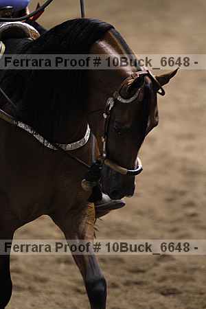 Proof Number 10buck_6648