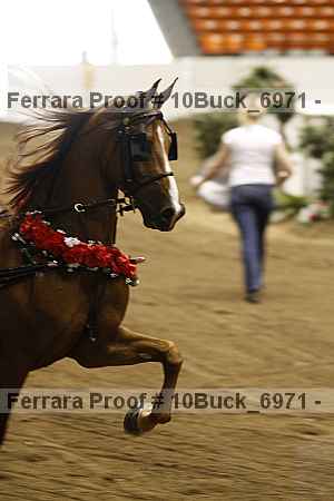 Proof Number 10buck_6971