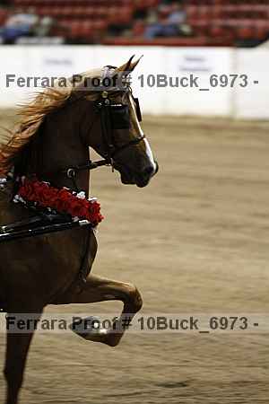 Proof Number 10buck_6973