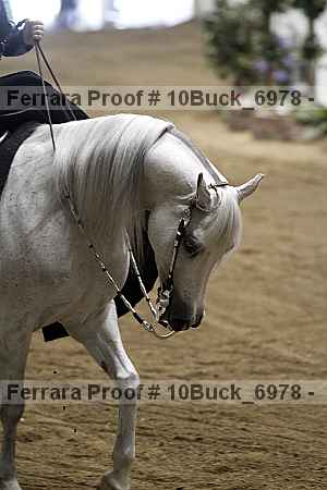 Proof Number 10buck_6978