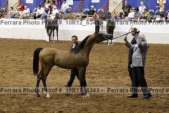Proof Number 10r12_6341