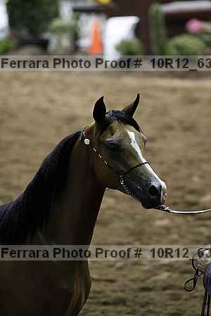 Proof Number 10r12_6372