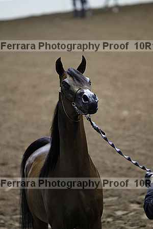 Proof Number 10r12_0445