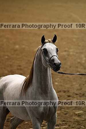 Proof Number 10r12_0460