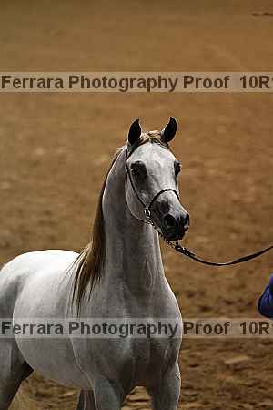 Proof Number 10r12_0461