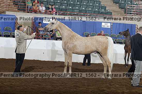 Proof Number 10r12_1562