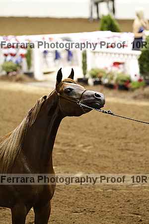 Proof Number 10r12_1901