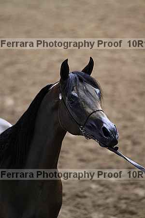 Proof Number 10r12_3208