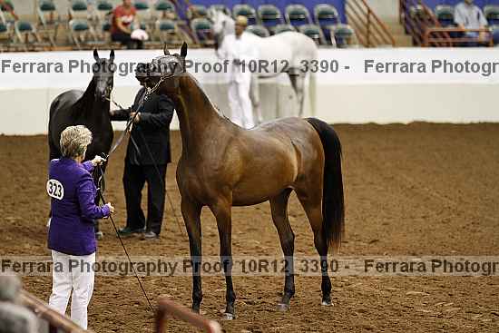 Proof Number 10r12_3390