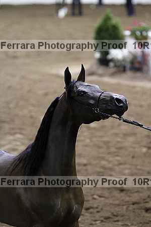 Proof Number 10r12_3589