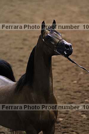 Proof Number 10r12_4036