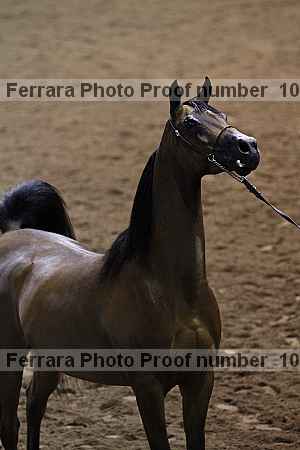 Proof Number 10r12_4037