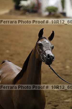 Proof Number 10r12_6097