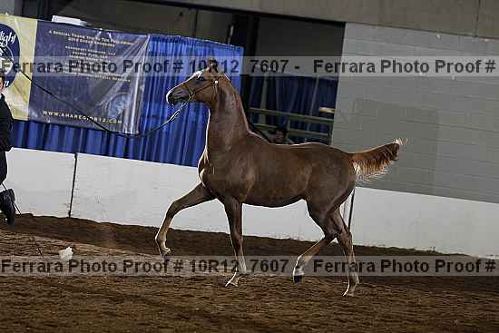 Proof Number 10r12_7607