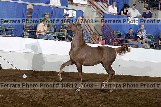Proof Number 10r12_7608