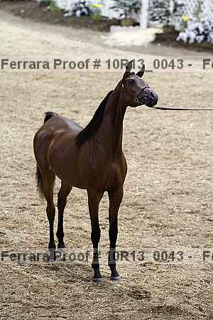 Proof Number 10r13_0043
