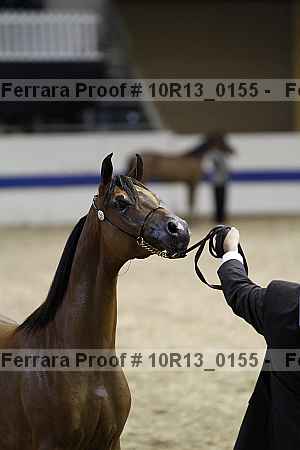 Proof Number 10r13_0155