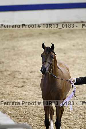Proof Number 10r13_0183