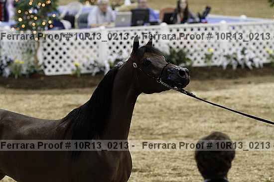 Proof Number 10r13_0213