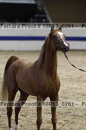 Proof Number 10r13_0261