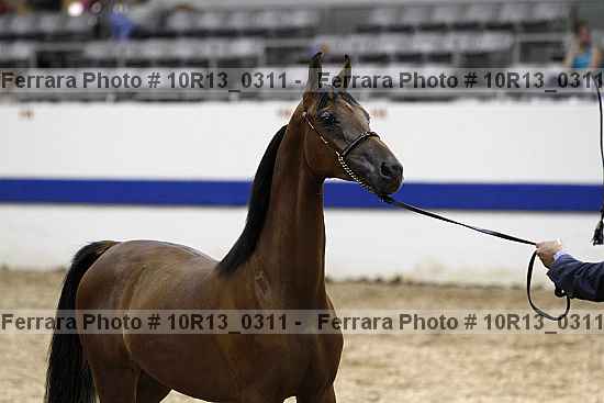 Proof Number 10r13_0311