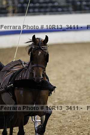 Proof Number 10r13_3411