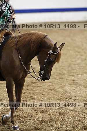 Proof Number 10r13_4498