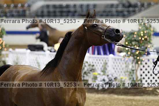 Proof Number 10r13_5253